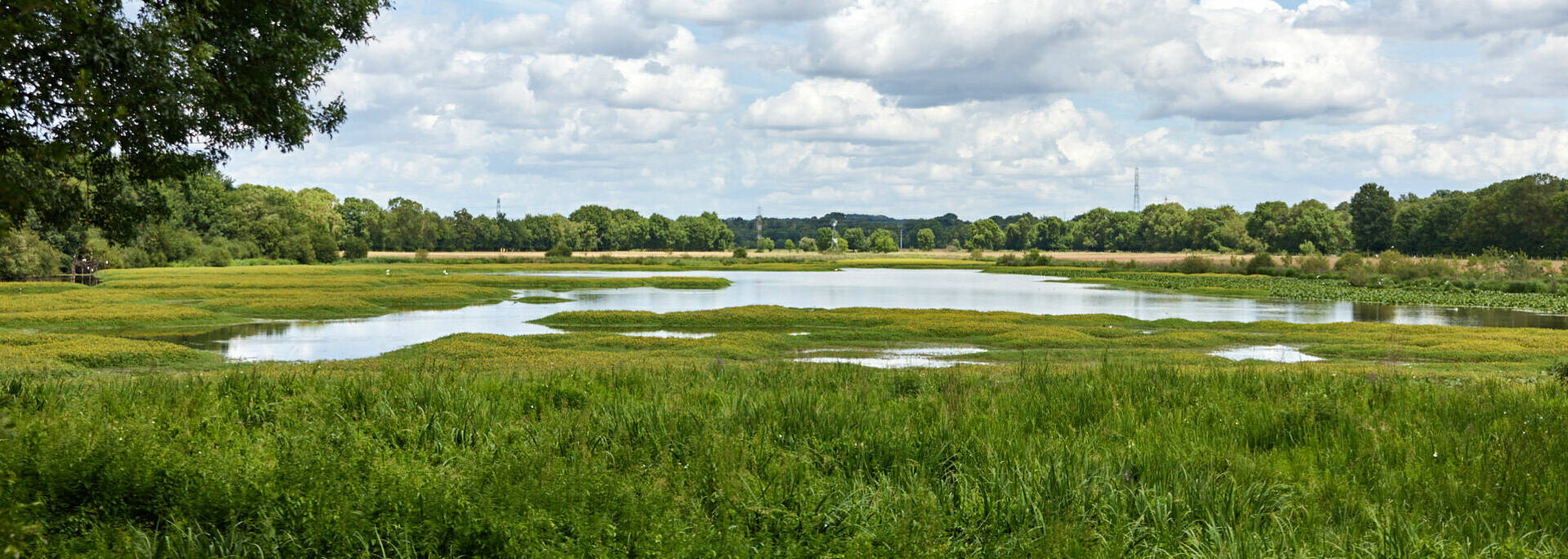 Plan large du marais en eau