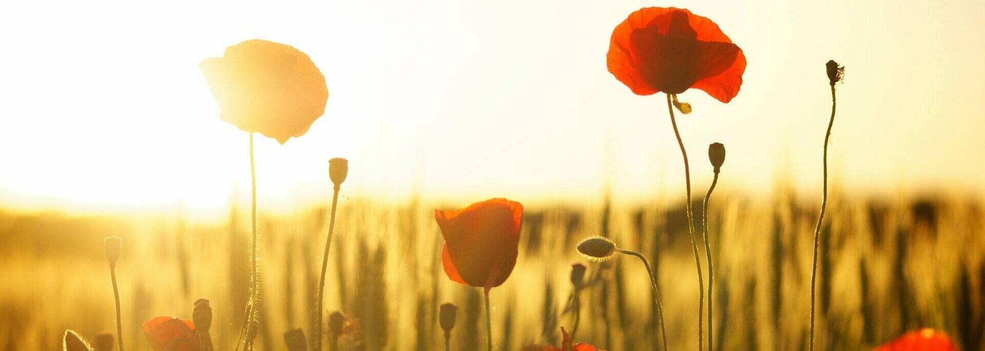 Champs de coquelicots en été