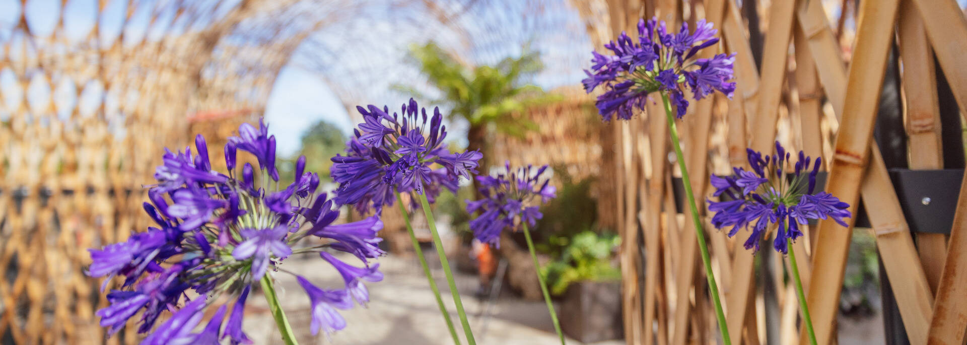 Gros plan sur des fleurs à Terra Botanica