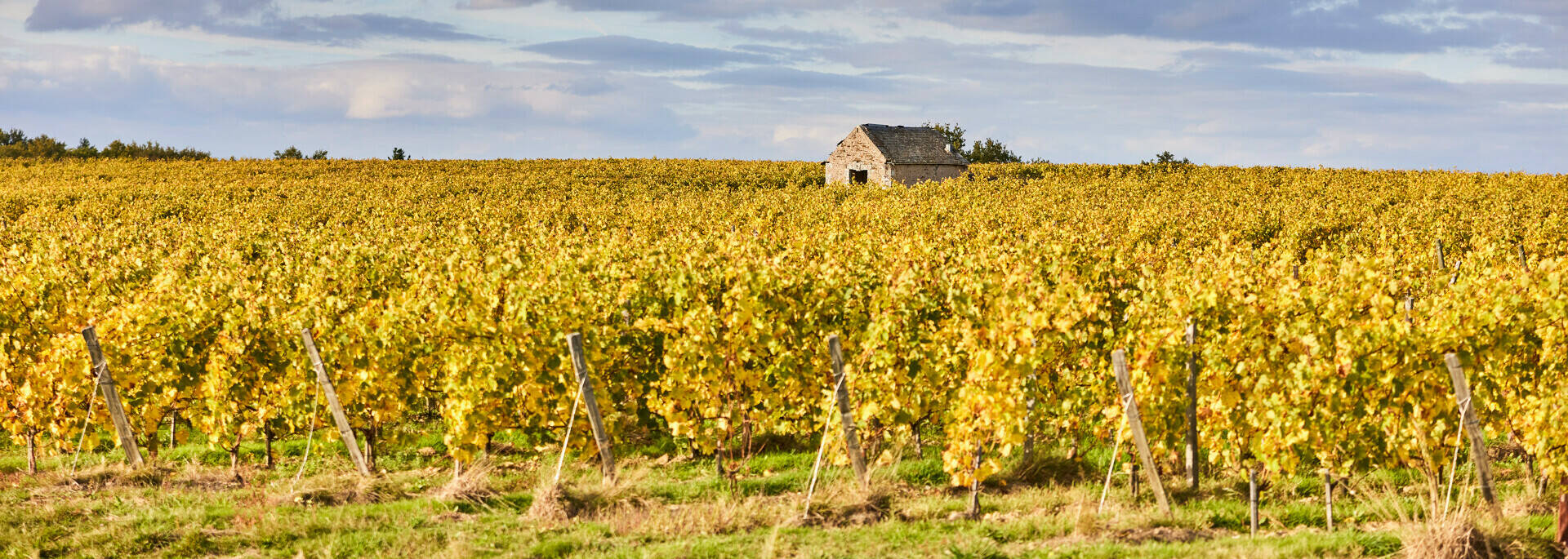 Plan large sur les vignes aux feuilles jaunies