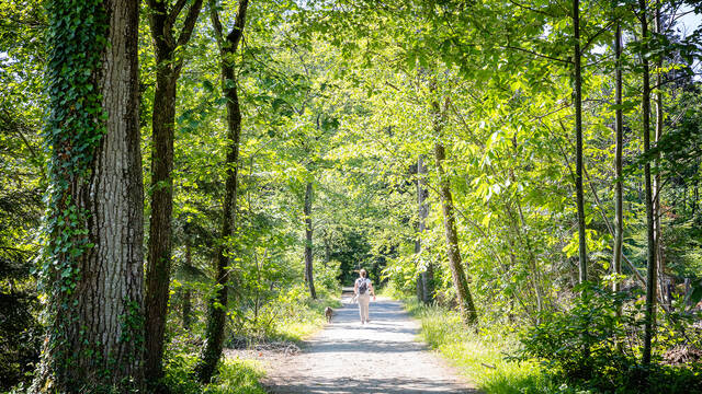 Balade en forêt