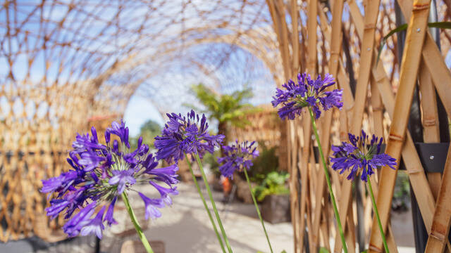 Gros plan sur des fleurs à Terra Botanica