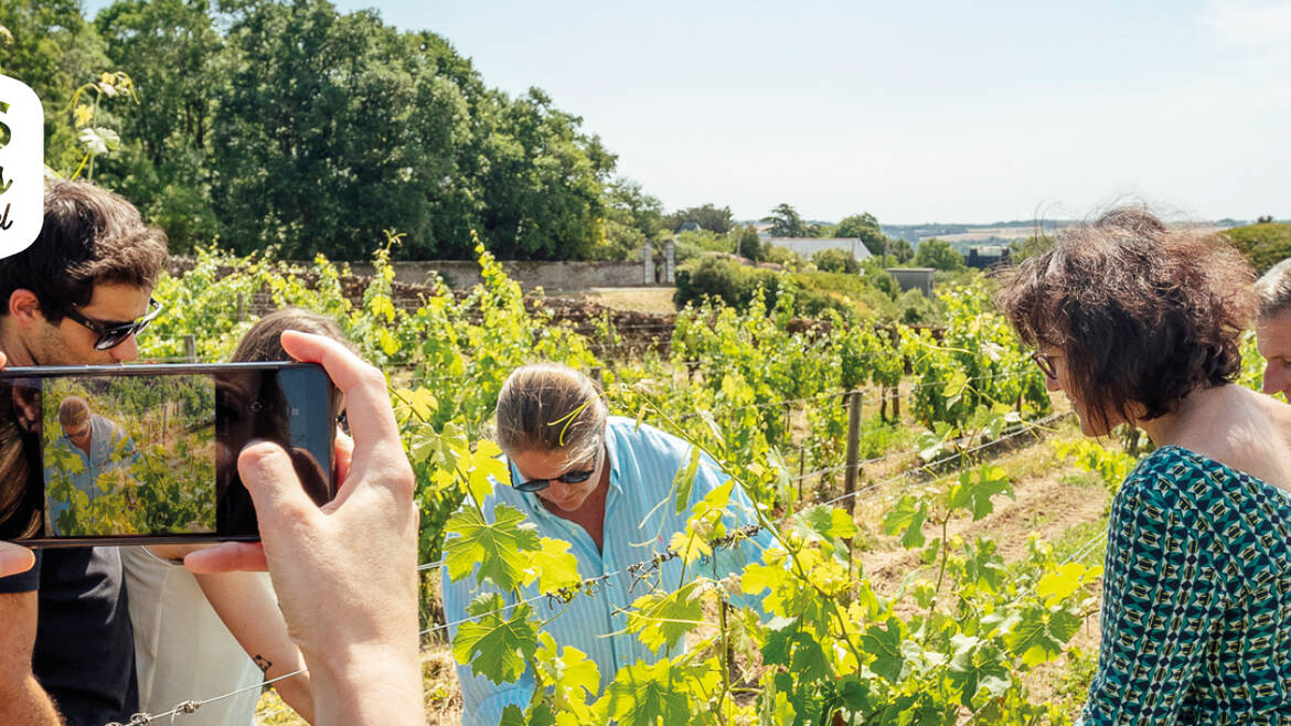 Expérience dans le vignoble