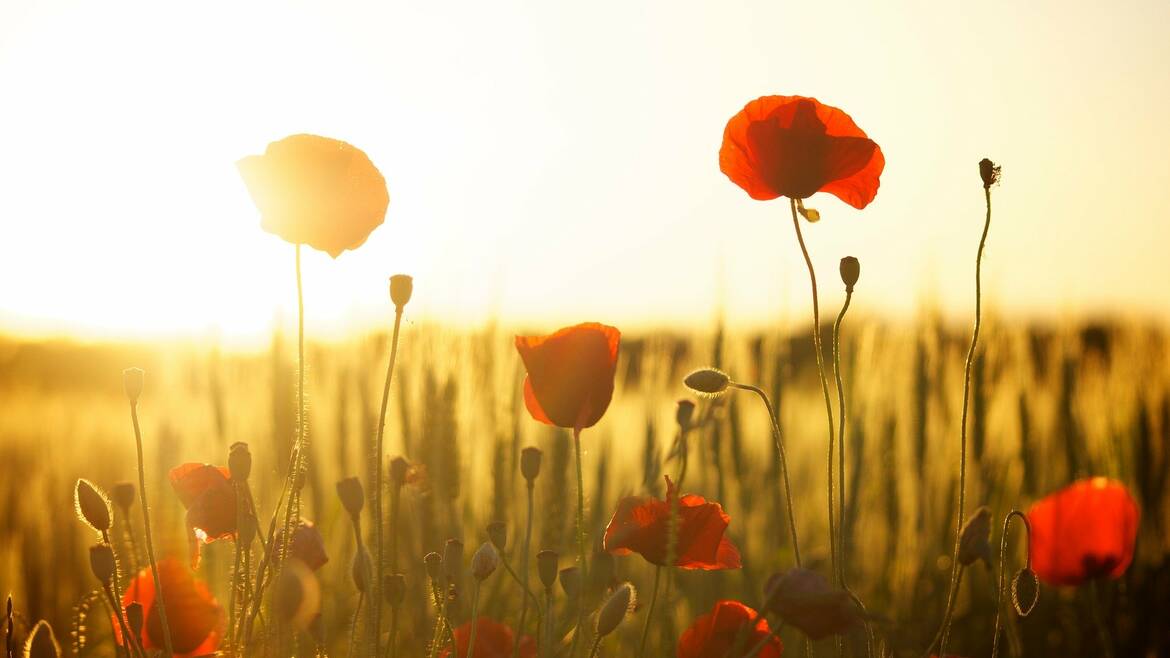 Champs de coquelicots en été