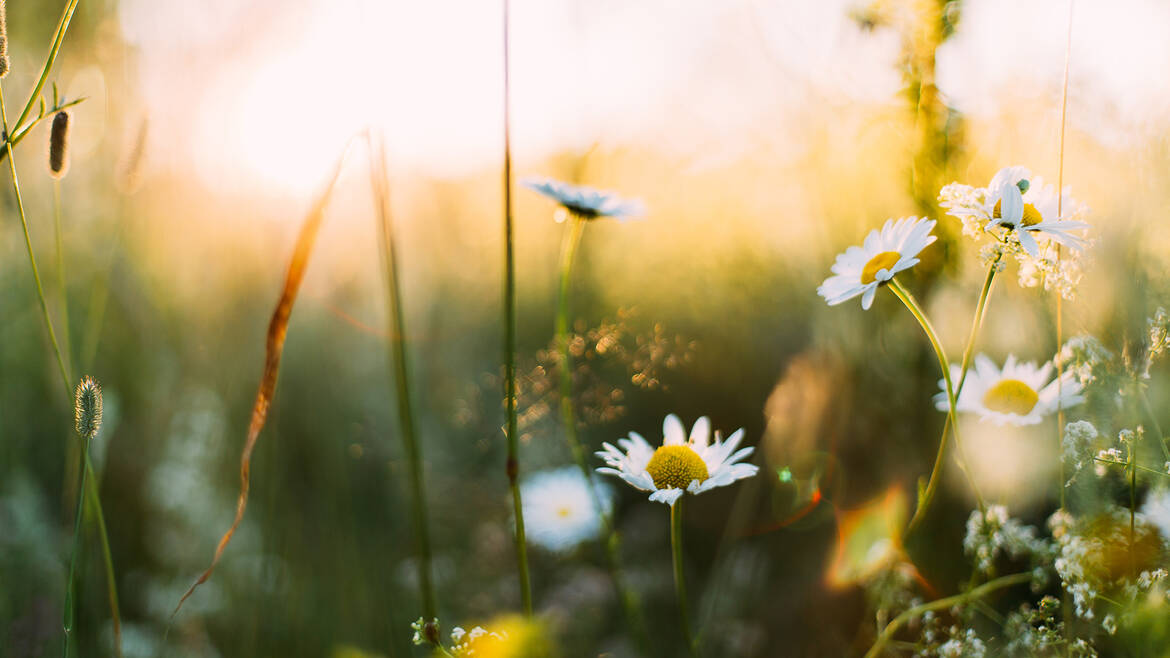 Printemps à Angers © Daiga Ellaby - Unsplash