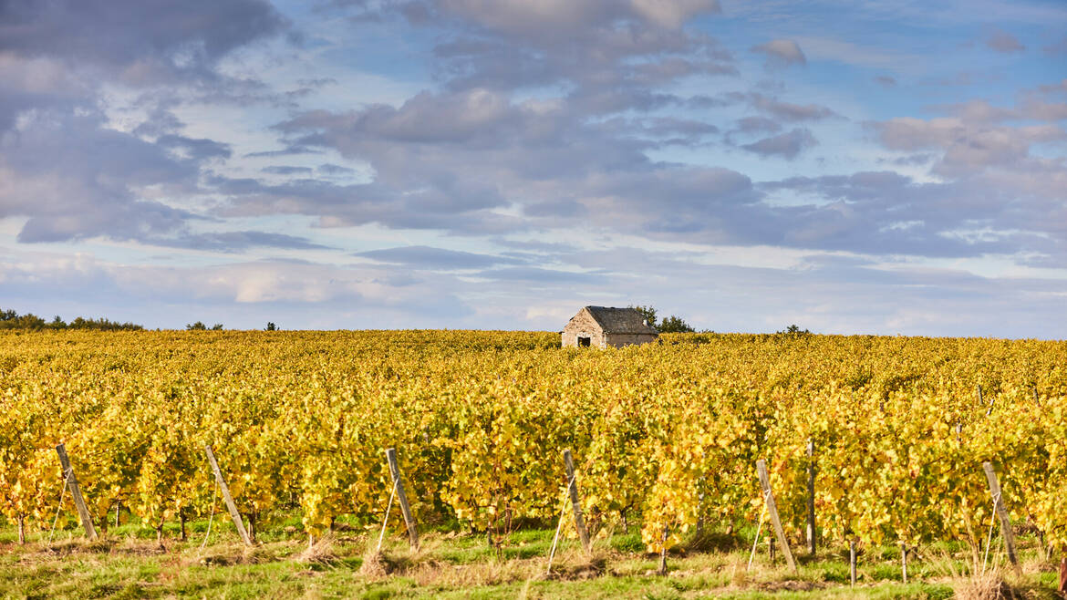 Plan large sur les vignes aux feuilles jaunies