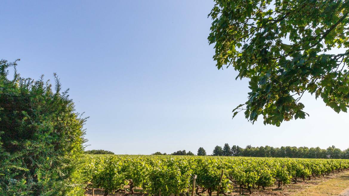 Savennières vineyard by bike 