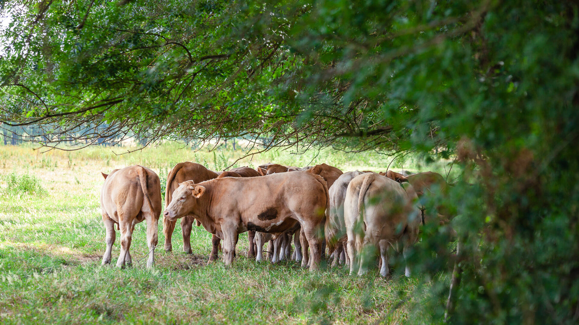 Plusieurs vaches à l'ombre sur l'île