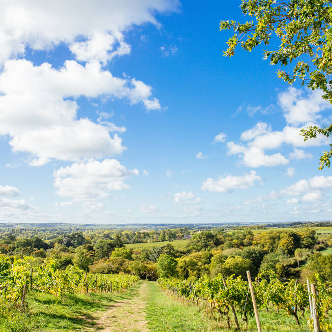 Plan large sur les vignes et le ciel bleu à Savennières