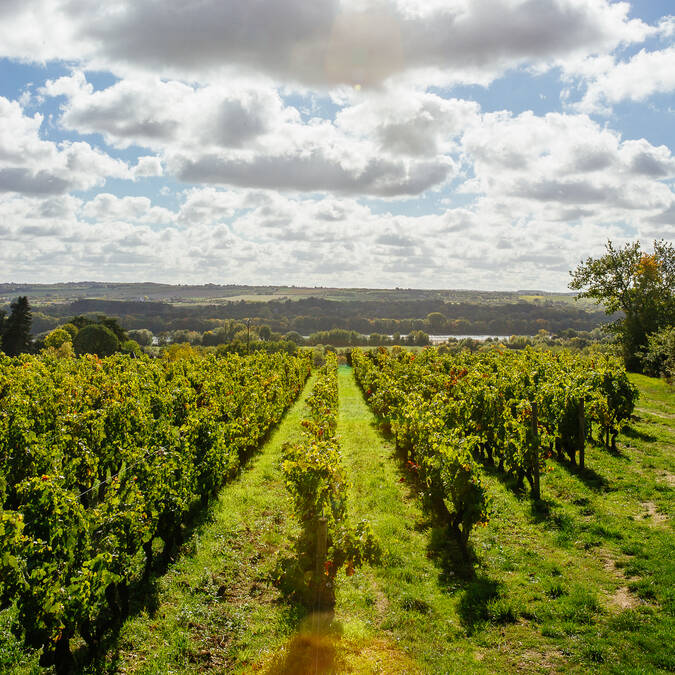 ¡Degustar el vino Savennières es una de las buenas razones para venir a Angers ! © Les Conteurs