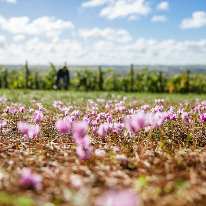 Vue au ras du sol avec les vignes en fond et de petits cyclamens roses au premier plan